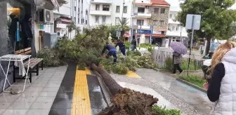 Datça'da çeyrek asırlık ağaç rüzgarın etkisi ile devrildi