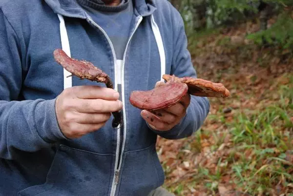 Emekli fotoğrafçı ormanda gezerken 'ölümsüzlük mantarı' buldu