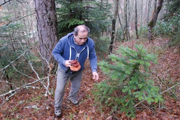 Emekli fotoğrafçı ormanda gezerken 'ölümsüzlük mantarı' buldu