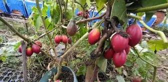 Güney Amerikalı Tamarillo Rize'yi sevdi