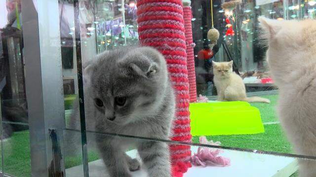 Hayvanseverlere güzel haber! Türkiye'de pet shoplarda hayvan satışı 7 ay sonra bitecek