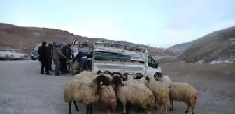 Son dakika gündem: Selde telef olan 1179 küçükbaş hayvanın yerine yenileri dağıtıldı