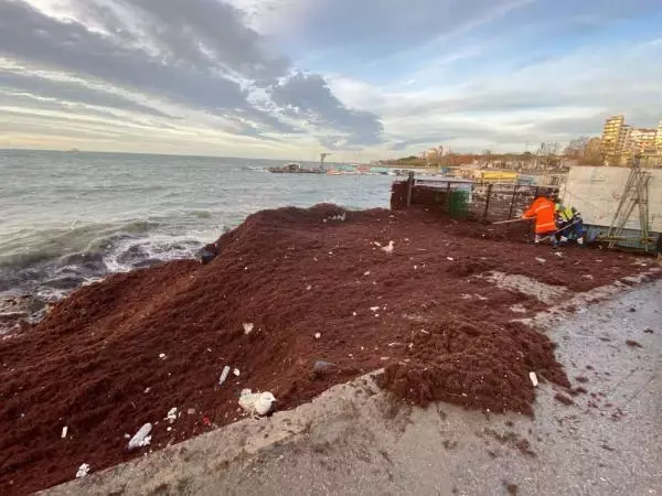 Lüks semtte boydan boya kırmızıya bürünmüş sahili gören vatandaş: Marmara Denizi kusuyor sandım