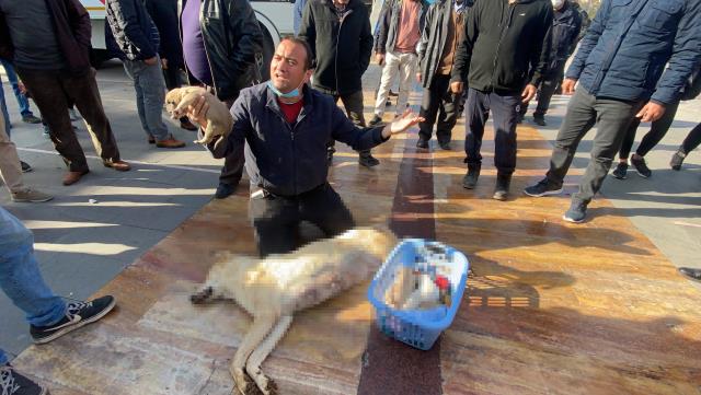 Öldürülen köpeği ve yavrularını da yanına alıp Valiliğin önüne protestoya gitti