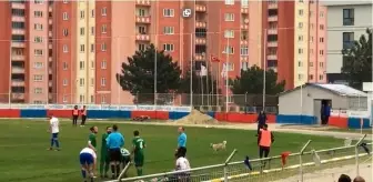 Oyun oynamak için sahaya giren köpek top yardımıyla çıkarıldı