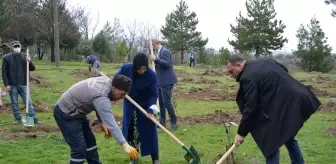 Gediz'de zeytin fidanları toprakla buluşturuldu