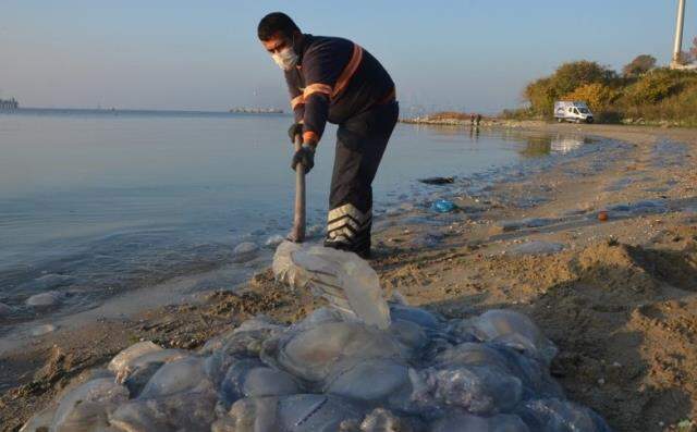 Son dakika! Marmara'da müsilajdan sonra yeni tehdit! Balıkçılığı etkileyecek