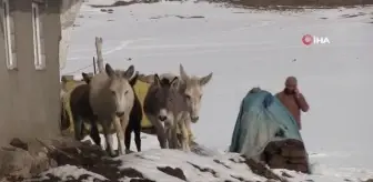 Şırnak'ta eksi 22 derecede kaderine terk edilmiş hayvanlar kurtarıldı