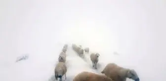 Kara yakalanan çobanların sürüleri ile göçü böyle görüntülendi