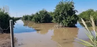 Sağanak nedeniyle bazı narenciye bahçelerinde hasar oluştu