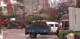 BALIKESİR - 'Fidancı köyü' Afrika'ya da ihracata başladı