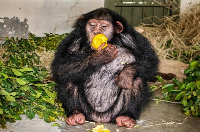 İnsanların büyüttüğü şempanze, diğer maymunlarla aynı kafese konuldu! Sonrasında yaşananlara kimse inanamadı