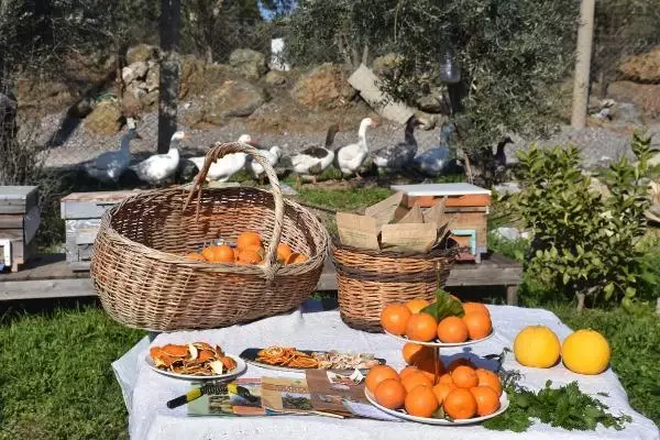 Babaannesinden yadigar kalan bahçede organik tarımla yetiştirdiği mandalina birinci oldu