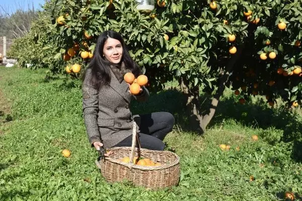 Babaannesinden yadigar kalan bahçede organik tarımla yetiştirdiği mandalina birinci oldu