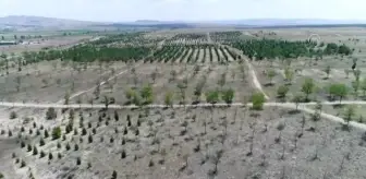 Mehmetçik'ten 'Yeşil Vatan'ın korunmasına büyük katkı