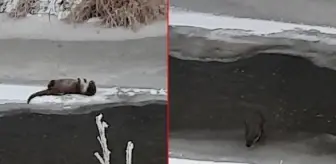 Önce karnını doyurdu, sonra kar banyosu yaptı! Nesli tükenmekte olan su samuru böyle görüntülendi