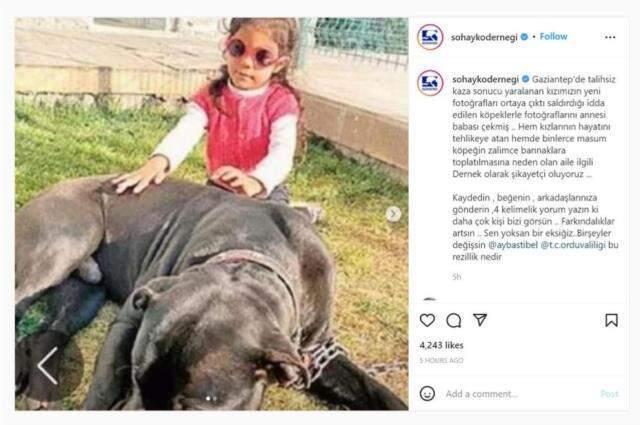 Sohayko Derneği, pitbull saldırısına uğrayan minik Asiye'nin ailesi için şikayette bulunacak