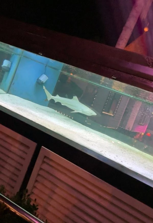 Diskotekteki tutsak köpek balığı için nakil kararı