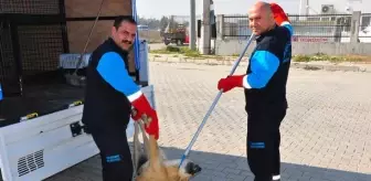 Son Dakika: Çevre Bakanlığı, 81 ilin valilik ve belediyelerine sahipsiz hayvanlarla ilgili genelge gönderdi