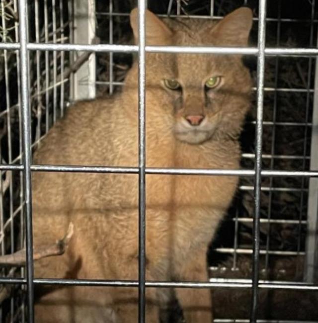Türkiye'de ilk! Nesli tehlike altında olan saz kedisi 'Latmus', GPS uydu vericiyle izlenmeye başlandı
