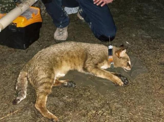 Türkiye'de ilk! Nesli tehlike altında olan saz kedisi 'Latmus', GPS uydu vericiyle izlenmeye başlandı