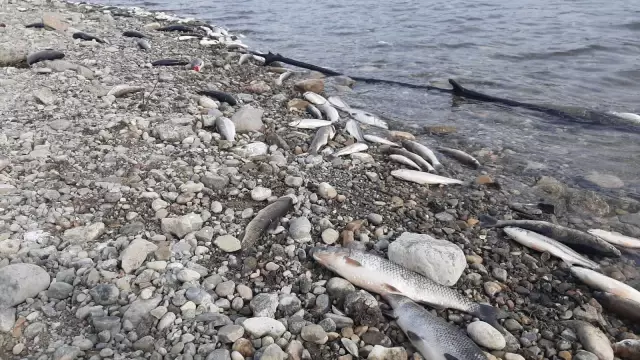 Aslantaş Barajı'nda korkutan tablo... Binlerce ölü balık kıyıya vurdu