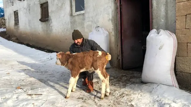 Bayburt'taki çiftlikte özel olarak tutuluyor! Türkiye'nin en özel buzağısı görücüye çıktı