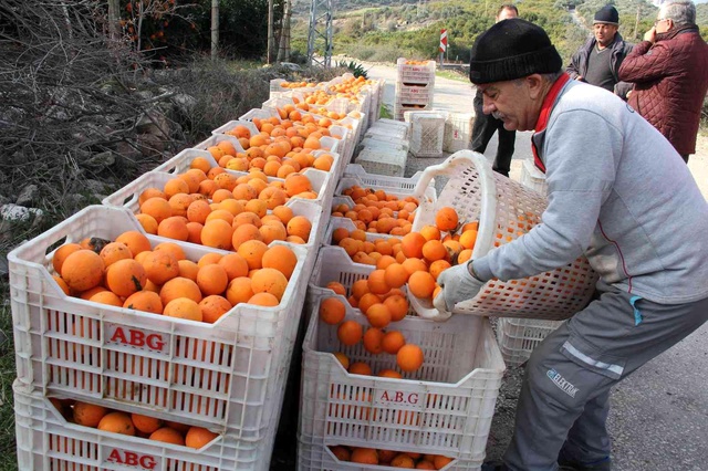 Üretici de tüketici de aynı dertten muzdarip! Dalında 1,5 lira olan portakal, zincir markette 5,90 Üretici de tüketici de aynı dertten muzdarip! Dalında 1,5 lira olan portakal, zincir markette 5,90