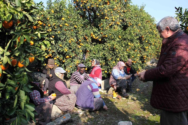 Üretici de tüketici de aynı dertten muzdarip! Dalında 1,5 lira olan portakal, zincir markette 5,90 Üretici de tüketici de aynı dertten muzdarip! Dalında 1,5 lira olan portakal, zincir markette 5,90
