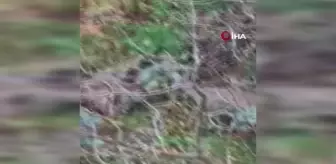Giresun'da aç kalan karacalar il merkezine indiler