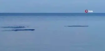 Dikili Sahili'nde yunusların şovu mest etti