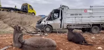 Yürek yakan görüntü... Devrilen kamyonetteki eşekler acılar içinde kıvrandı