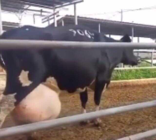 Çiftlikteki ineğin memesine bakanlar gerçek olduğuna inanmadı! Hayvancılardan büyük tepki var