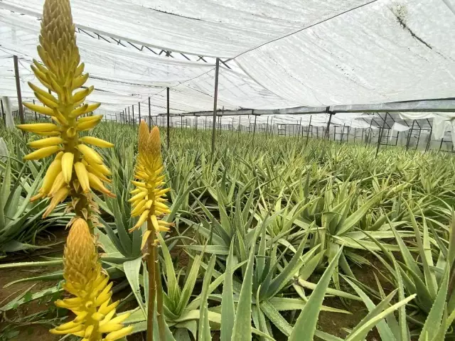 Yurt dışında görüp Antalya'da aloe vera yetiştirmeye başladı! Yıllık kazancı 15-20 milyon TL