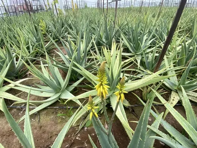 Yurt dışında görüp Antalya'da aloe vera yetiştirmeye başladı! Yıllık kazancı 15-20 milyon TL