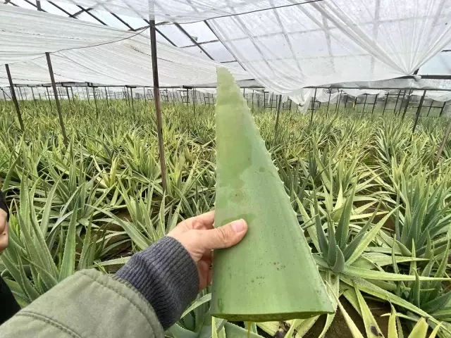 Yurt dışında görüp Antalya'da aloe vera yetiştirmeye başladı! Yıllık kazancı 15-20 milyon TL