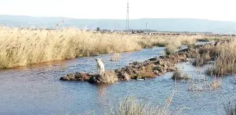 Son dakika haberi... Söke'de mahsur kalan çaresiz köpeği İtfaiye ekipleri kurtardı