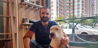 Yasaklı köpek ırklarının kayda alınma sürecinin son günü