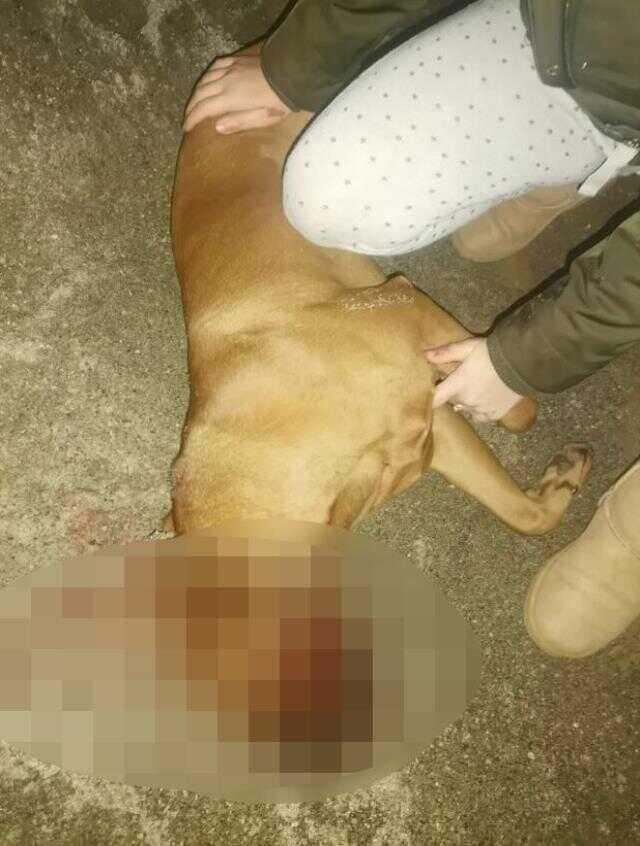 Otizmli gencin köpeği silahla öldürüldü, mahalle karıştı