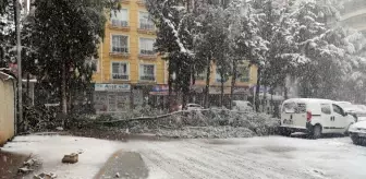 Gaziantep'te yoğun kar yağışı nedeniyle ağaçlar devrildi