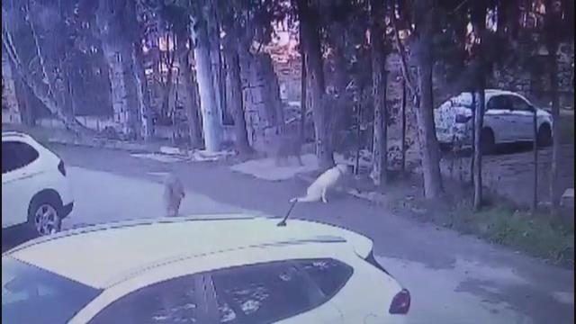 Köpeği ezip yoluna devam eden sürücünün yaptığı yanına kar kalmadı!
