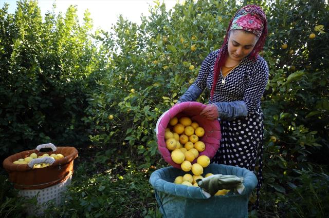 Narenciye sektörü, bahçe ile market arasındaki yüksek fiyat farkından şikayetçi Narenciye sektörü, bahçe ile market arasındaki yüksek fiyat farkından şikayetçi