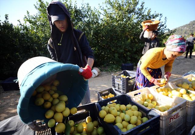 Narenciye sektörü, bahçe ile market arasındaki yüksek fiyat farkından şikayetçi Narenciye sektörü, bahçe ile market arasındaki yüksek fiyat farkından şikayetçi