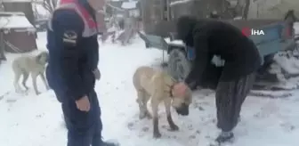 Av tüfeği ile vurulan kangal köpeği tedaviye alındı