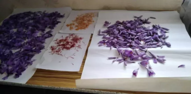 5 yıl önce ekmeye başladı! 1 dönümden 1 kilo safran alıyor, kilosunu 90 bin liraya satıyor