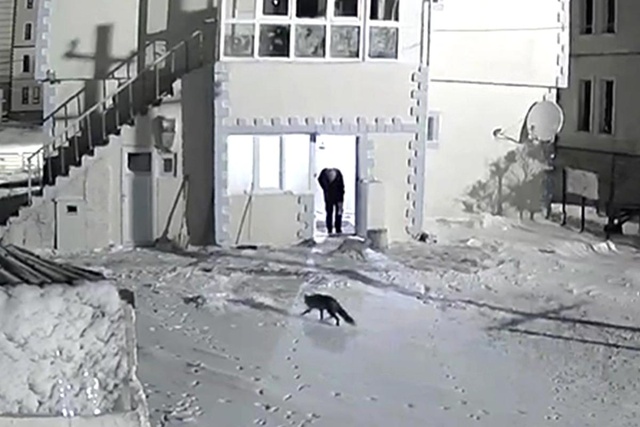 Yiyecek arayan tilkileri elleriyle besliyor! İç ısıtan o görüntüler kamerada