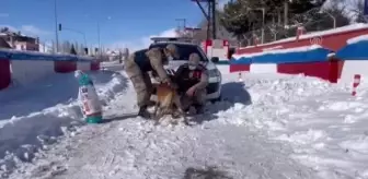 Son dakika haber... Jandarma dondurucu soğukta sokak hayvanlarını unutmadı