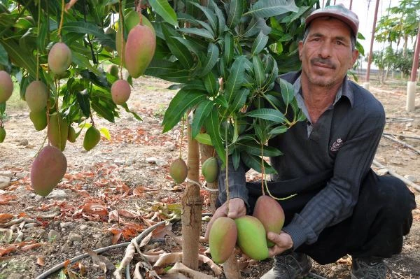 Mango ekeni zengin ediyor! Bahçede 40, markette 80 liradan satılıyor
