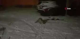 Yiyecek arayan tilkinin meraklı halleri gülümsetti