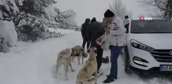 Karlar arasında bulunan 8 köpek yavrusu barınağa götürüldü